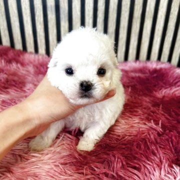 ビションフリーゼ【大阪府・男の子・2025年10月28日・ホワイト】の写真「とても可愛い男の子。」