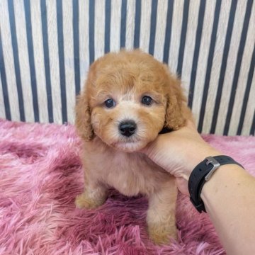 タイニープードル【大阪府・男の子・2025年8月1日・レッド】の写真「訳あり特別価格。」