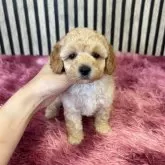 タイニープードル