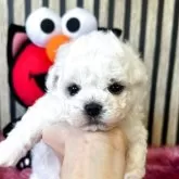 ビションフリーゼ