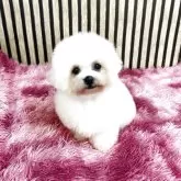 ビションフリーゼ