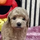 タイニープードル