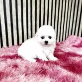 ビションフリーゼ
