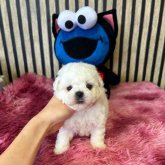 ビションフリーゼ