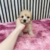 タイニープードル