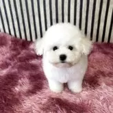 ビションフリーゼ