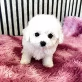 ビションフリーゼ