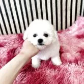 ビションフリーゼ