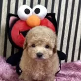 タイニープードル