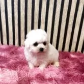 ビションフリーゼ【大阪府・女の子・2025年6月1日・ホワイト】の写真5