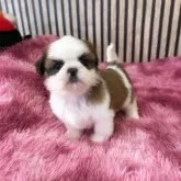 シーズー【大阪府・女の子・2024年10月27日・ホワイトアンドゴールド】の写真3