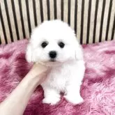 ビションフリーゼ【大阪府・男の子・2025年7月14日・ホワイト】の写真2