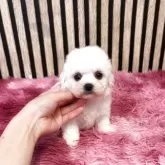 ビションフリーゼ【大阪府・女の子・2025年6月1日・ホワイト】の写真4