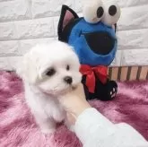 マルチーズ【大阪府・男の子・2024年10月11日・ホワイト】の写真5