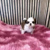 シーズー【大阪府・女の子・2024年10月27日・ホワイトアンドゴールド】の写真6