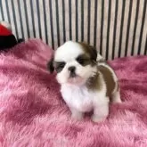 シーズー【大阪府・女の子・2024年10月27日・ホワイトアンドゴールド】の写真7