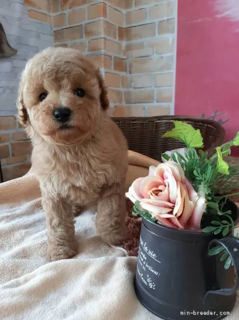 ID：2203-02173の子犬