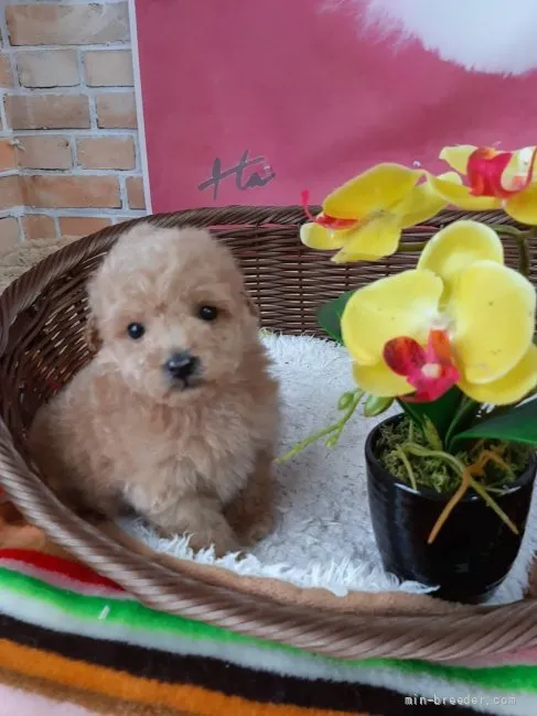 ID：2111-00876の子犬