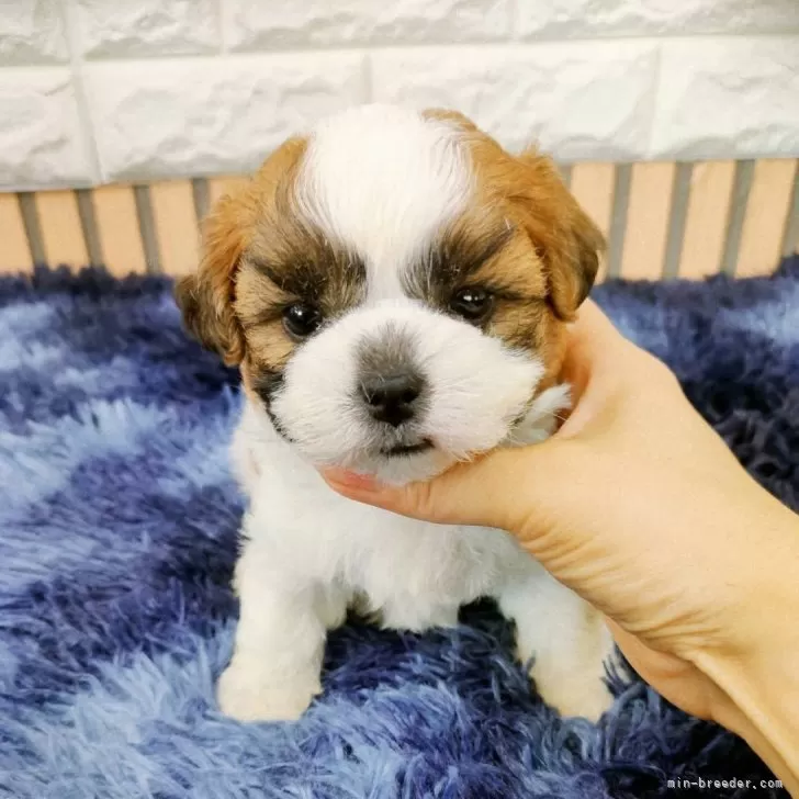 ID：2410-04178の子犬