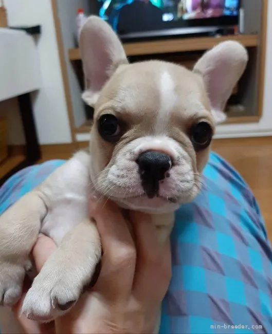 ID：2108-02609の子犬
