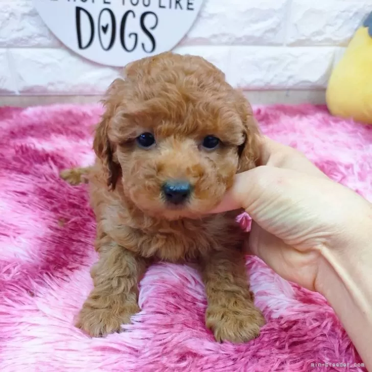 ID:2401-05936の子犬