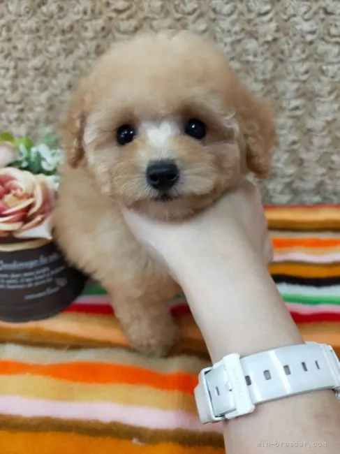 ID:2108-04044の子犬