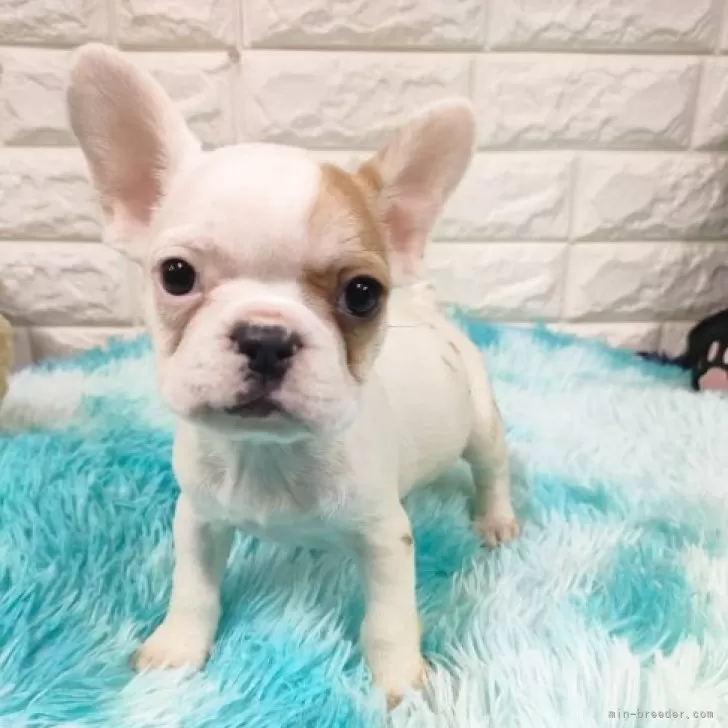 ID:2312-01795の子犬