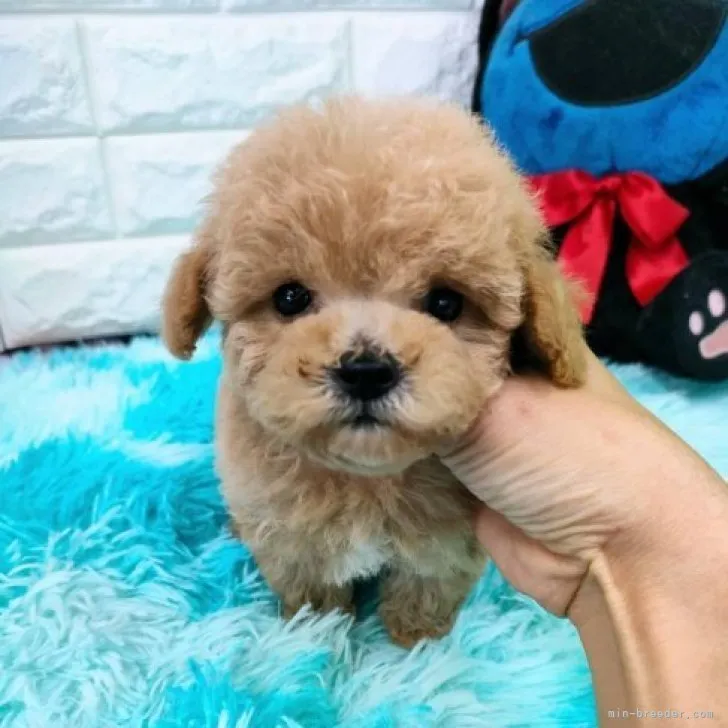 ID：2310-04333の子犬