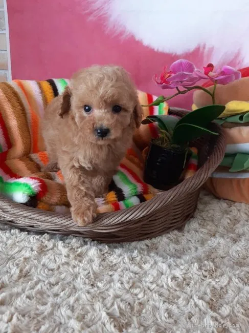 ID：2203-00702の子犬