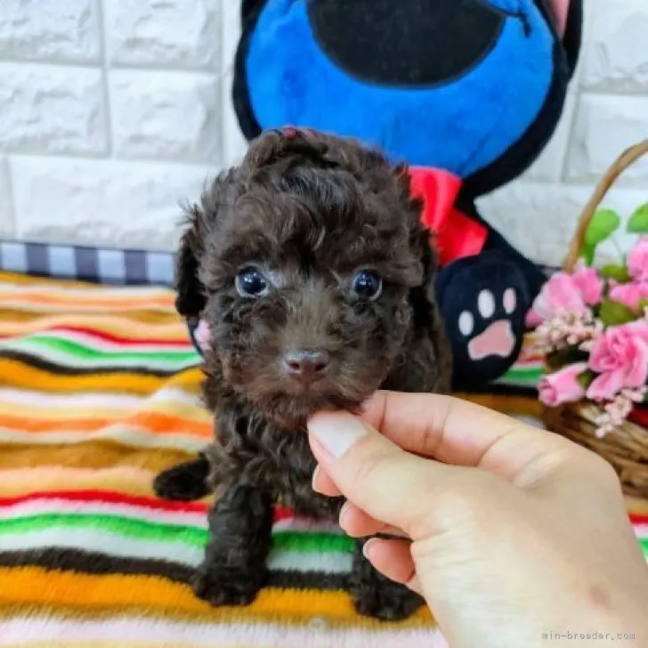 ID：2305-04555の子犬