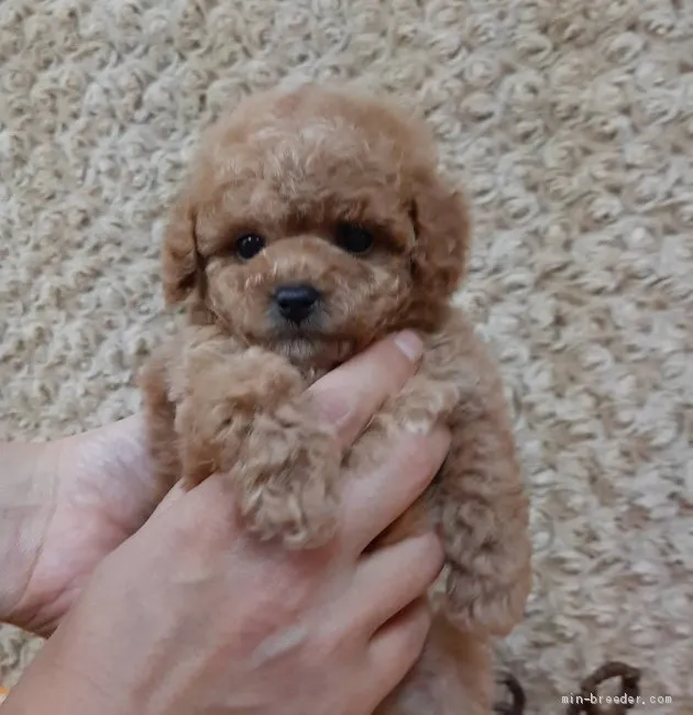 ID:2104-02622の子犬