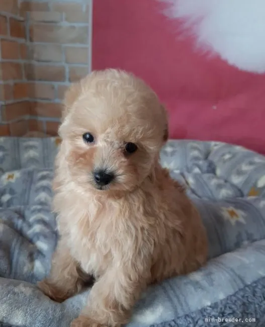 ID：2201-03938の子犬