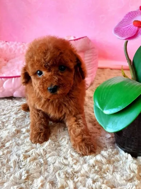ID：2204-03757の子犬
