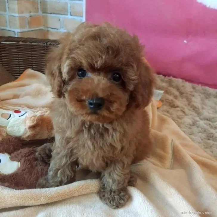 ID:2205-02538の子犬