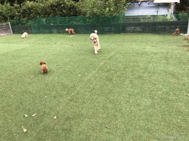 ティーカッププードルからシニア犬まで遊んでいます。｜平野　千代子(ひらの　ちより)ブリーダー(宮崎県・スタンダードプードルなど・JKC登録)の紹介写真2