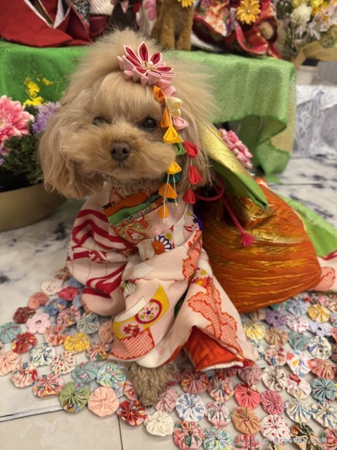 パパデビューしたHEROです♡お正月には手作りのお着物着せます♡｜平野　千代子(ひらの　ちより)ブリーダー(宮崎県・スタンダードプードルなど・JKC登録)の紹介写真5