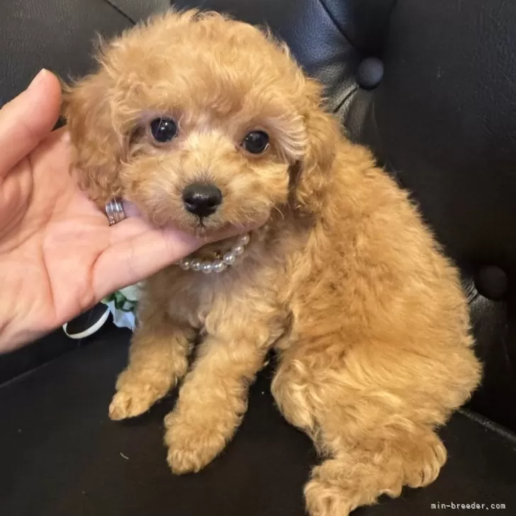 ID:2412-07438の子犬