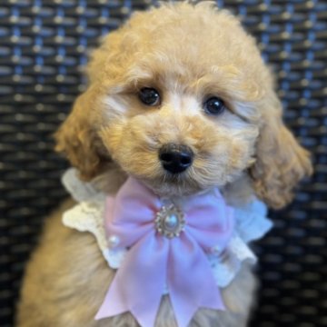 スタンダードプードル【宮崎県・女の子・2025年11月5日・レッド(レッドフォーン)】の写真「成犬時13㌔前後ミディアムプードルサイズ女の子♡」