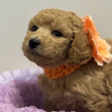 スタンダードプードル【宮崎県・女の子・2025年11月5日・レッド(レッドフォーン)】の写真「ミディアムサイズの小さな可愛い三女ちゃん♡」