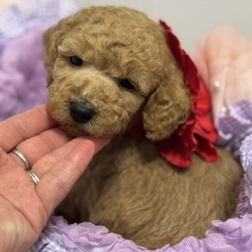 スタンダードプードル【宮崎県・女の子・2025年11月5日・レッド(レッドフォーン)】の写真「ミディアムサイズの小さな可愛い次女ちゃん♡」