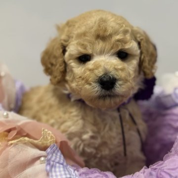スタンダードプードル【宮崎県・女の子・2025年11月5日・クリーム(ペールフォーン)】の写真「ミディアムサイズの小さな可愛い女の子♡」