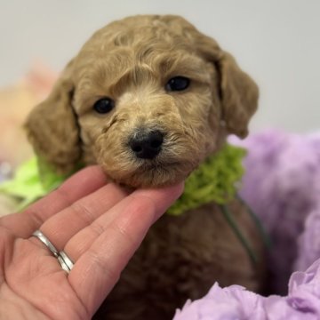 スタンダードプードル【宮崎県・女の子・2025年11月5日・アプリコット(オレンジフォーン)】の写真「ミディアムサイズでも1番小さな女の子♡」