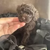 タイニープードル