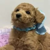 スタンダードプードル