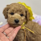 スタンダードプードル