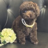 トイプードル(タイニー)