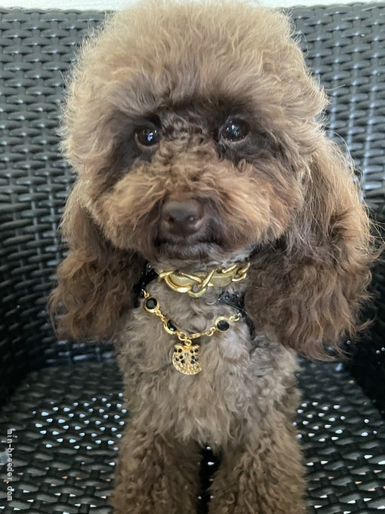 タイニープードル【・女の子・2019年10月9日・ブラウン】「スタイル良くて美人さんです♫」