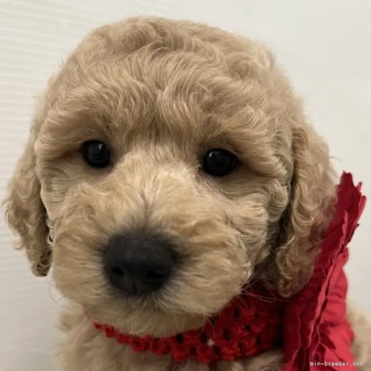 ID：2303-03025の子犬