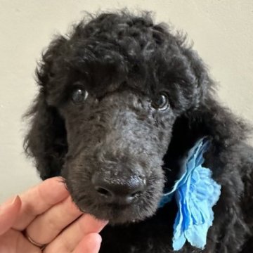 スタンダードプードル【宮崎県・男の子・2023年7月22日・ブラックかシルバー】の写真「小振りなブラックの男の子です♡」