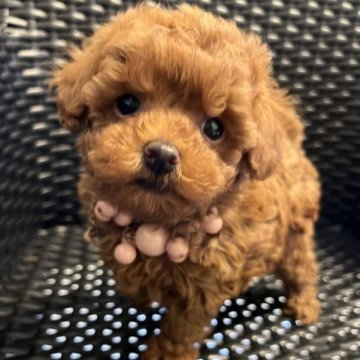 トイプードル(タイニー)【宮崎県・女の子・2022年12月12日・レッド】の写真「可愛い甘えたさん♡」